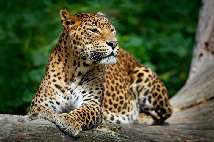 Leopard at Yala National Park 